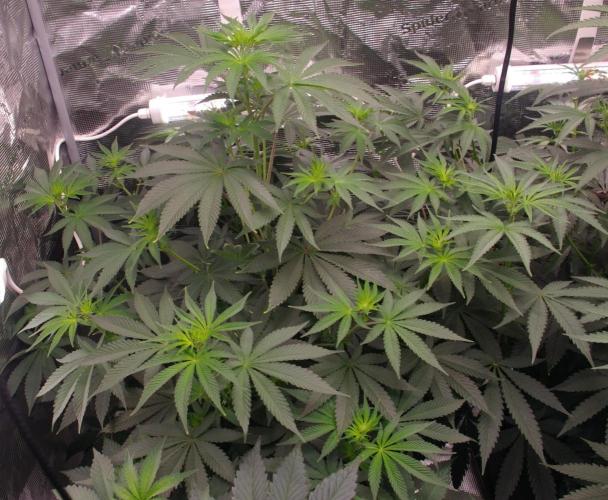 Dragon Milk Sensi Seeds. Week 7
