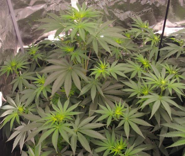 Dragon Milk Sensi Seeds. Week 7
