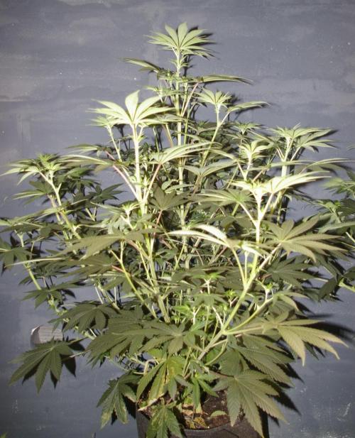 Dragon Milk Sensi Seeds. Week 7