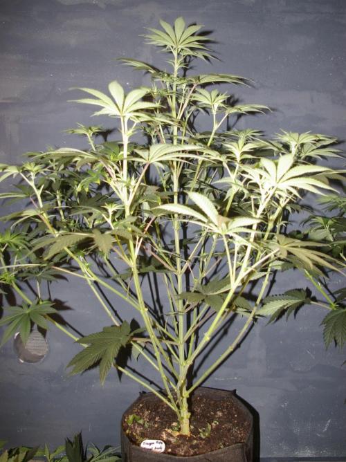 Dragon Milk Sensi Seeds. Week 7