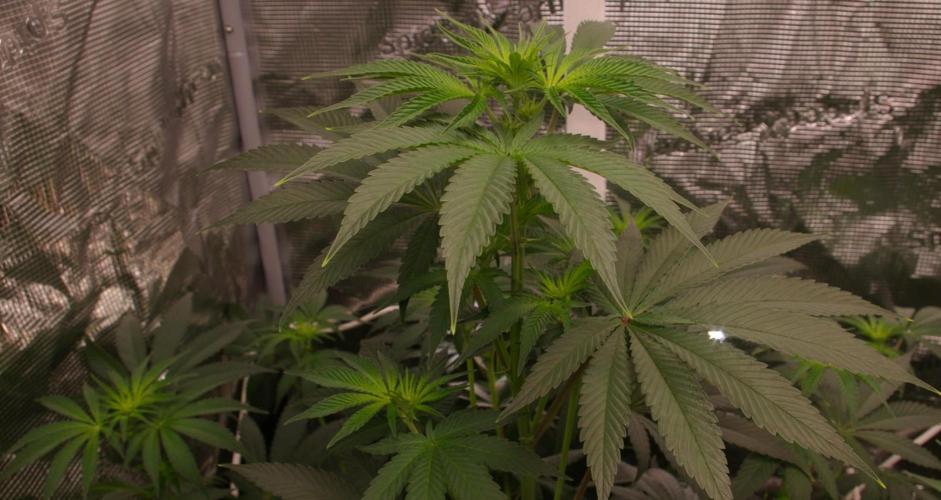 Dragon Milk Sensi Seeds. Week 7