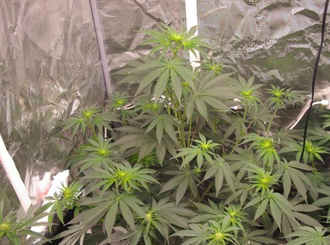 Dragon Milk Sensi Seeds. Week 7