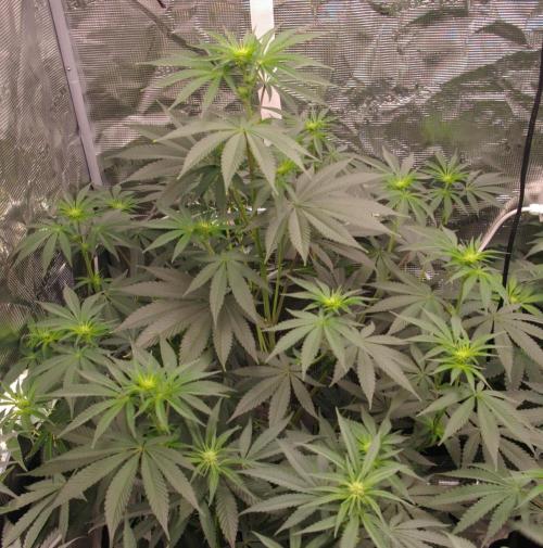 Dragon Milk Sensi Seeds. Week 7