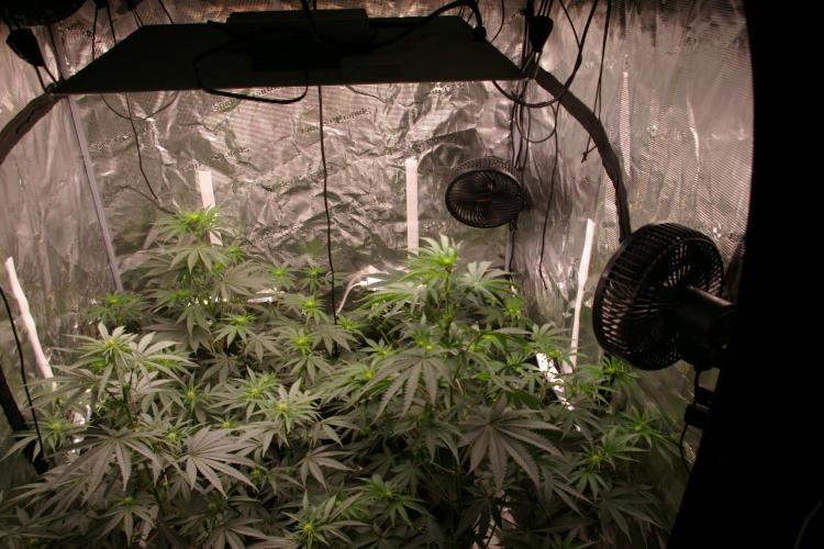 Dragon Milk Sensi Seeds. Week 7
