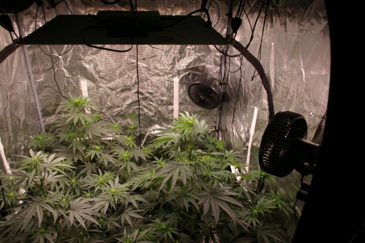 Dragon Milk Sensi Seeds. Week 7