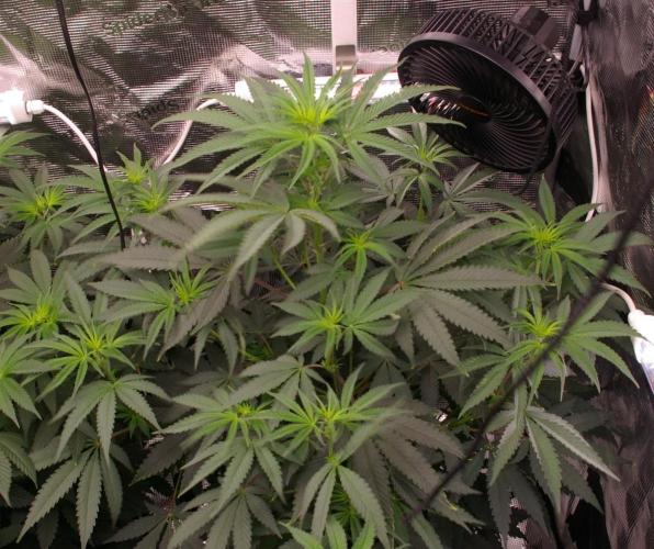 Sticky Berry Mints sensi seeds. Week 7