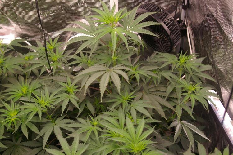 Sticky Berry Mints sensi seeds. Week 7