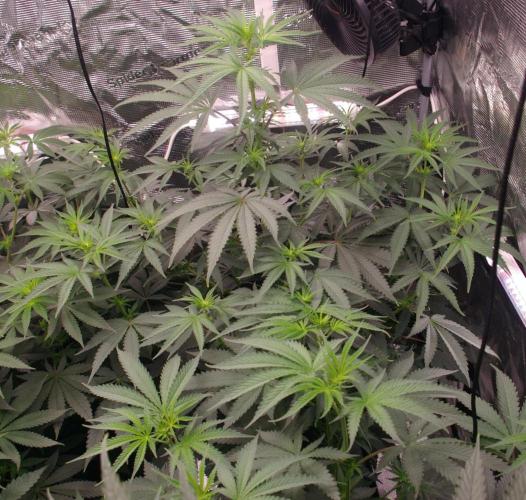 Sticky Berry Mints sensi seeds. Week 7