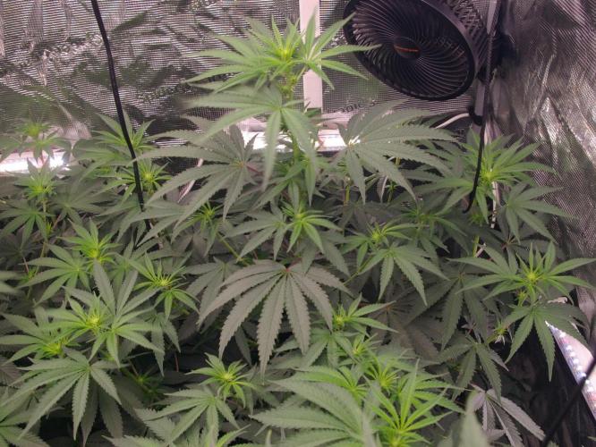 Sticky Berry Mints sensi seeds. Week 7