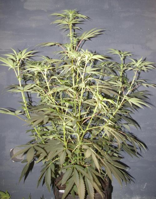 Sticky Berry Mints sensi seeds. Week 7