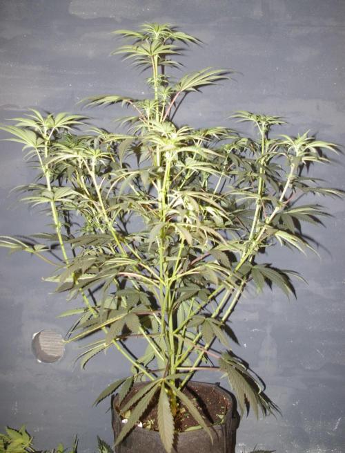 Sticky Berry Mints sensi seeds. Week 7
