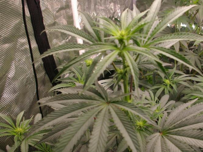 Sticky Berry Mints sensi seeds. Week 7