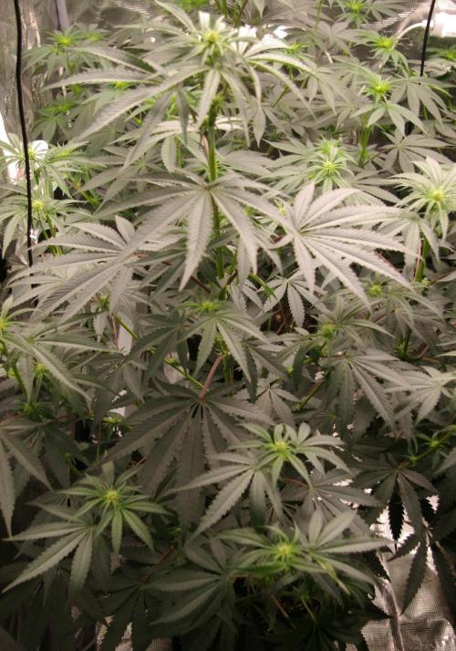 Sticky Berry Mints sensi seeds. Week 7