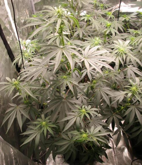 Sticky Berry Mints sensi seeds. Week 7