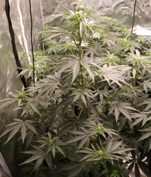 Sticky Berry Mints sensi seeds. Week 7