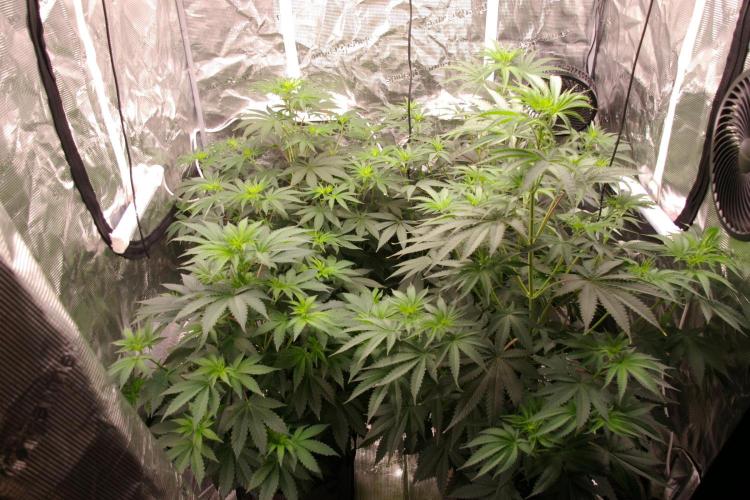 Sticky Berry Mints sensi seeds. Week 7