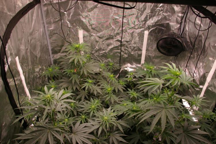 Sticky Berry Mints sensi seeds. Week 7