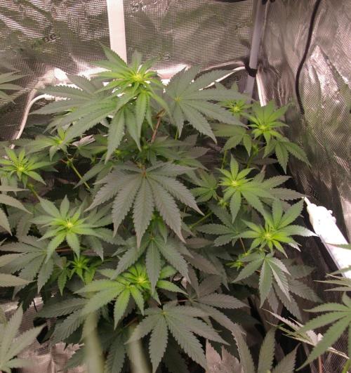 Jelly Cake Barney's Farm. Week 8
