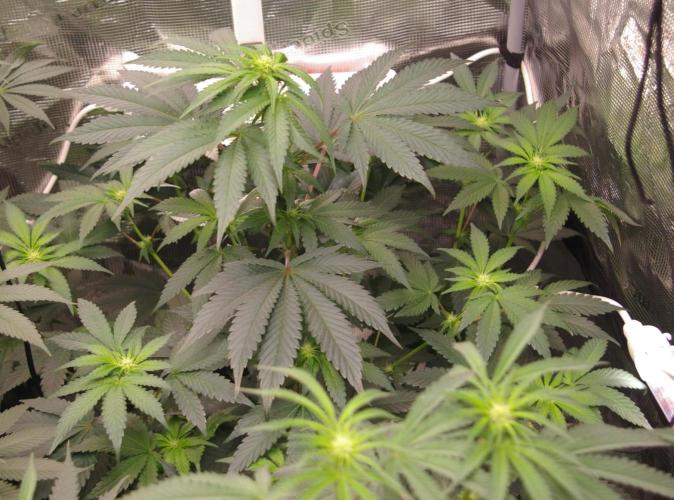 Jelly Cake Barney's Farm. Week 8