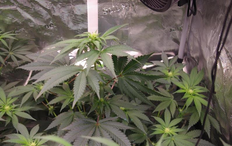 Jelly Cake Barney's Farm. Week 8