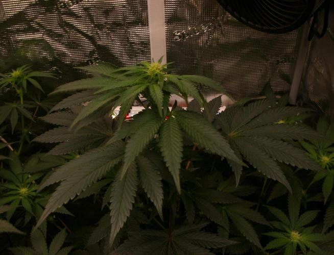 Jelly Cake Barney's Farm. Week 8