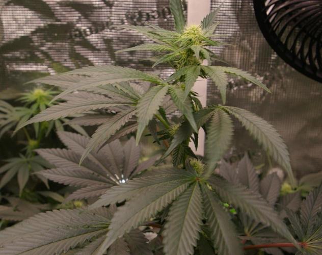 Jelly Cake Barney's Farm. Week 8