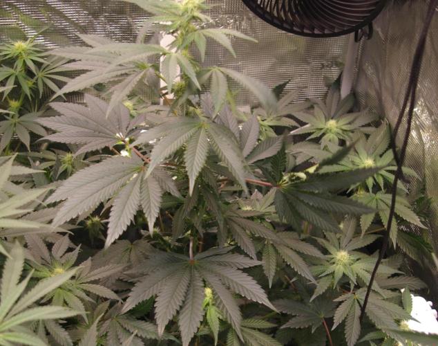 Jelly Cake Barney's Farm. Week 8