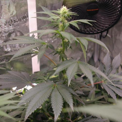 Jelly Cake Barney's Farm. Week 8