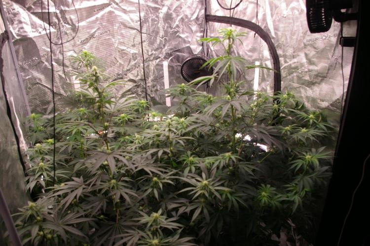 Jelly Cake Barney's Farm. Week 8