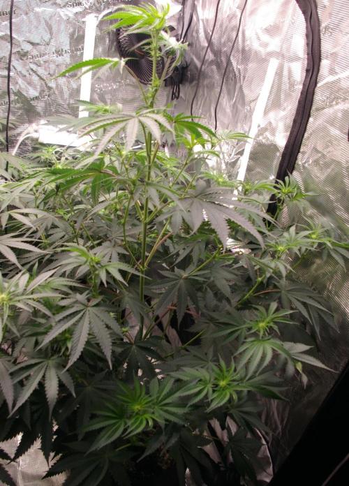 Black Lemon exotic Seed. Week 8