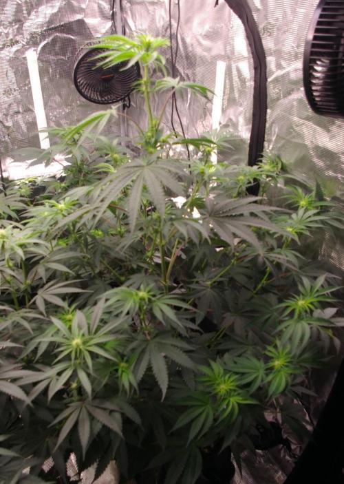 Black Lemon exotic Seed. Week 8