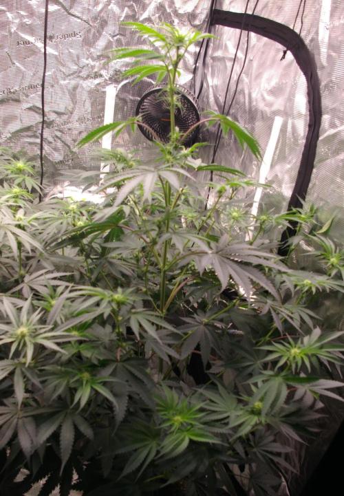 Black Lemon exotic Seed. Week 8