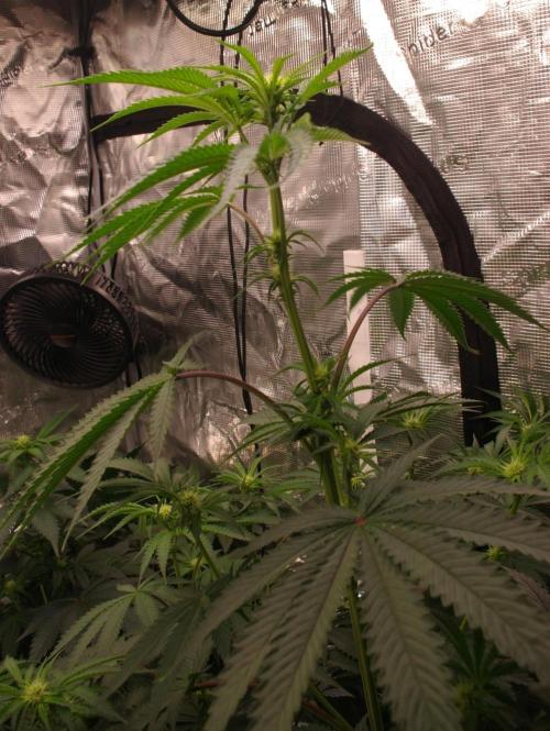 Black Lemon exotic Seed. Week 8