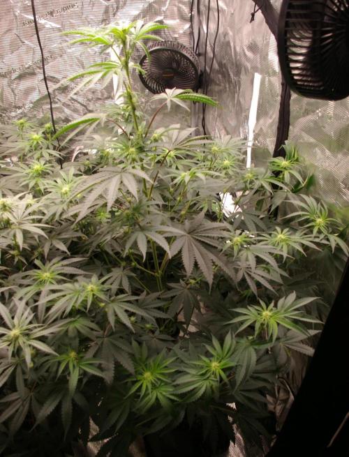 Black Lemon exotic Seed. Week 8