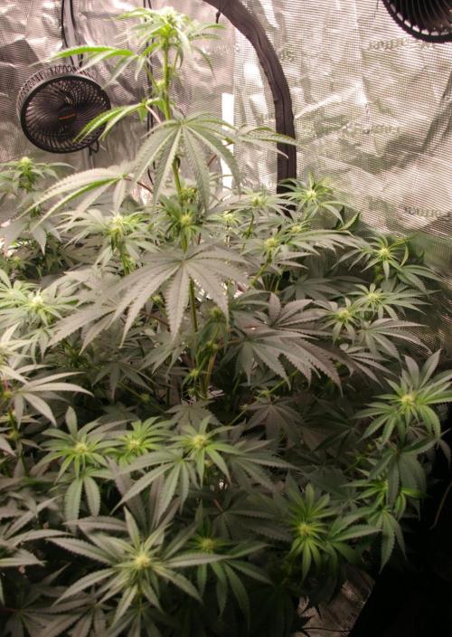 Black Lemon exotic Seed. Week 8