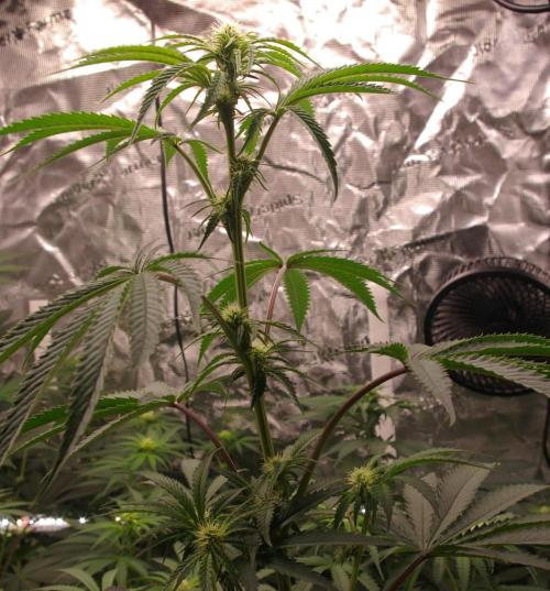 Black Lemon exotic Seed. Week 8