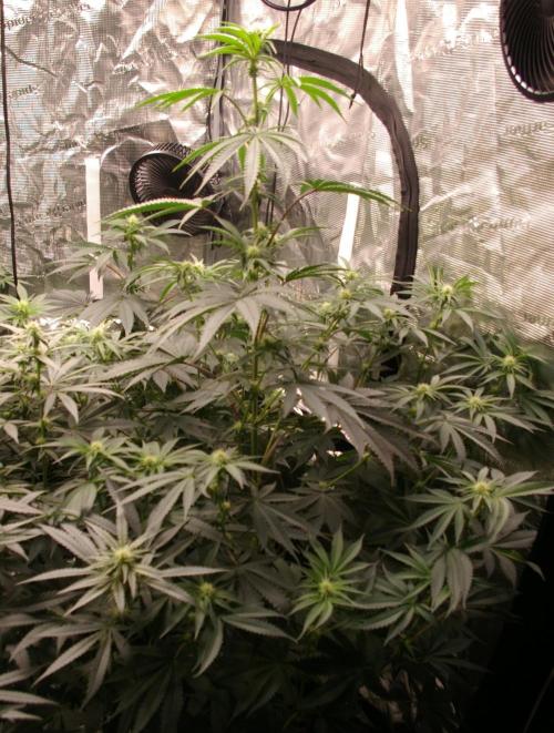 Black Lemon exotic Seed. Week 8