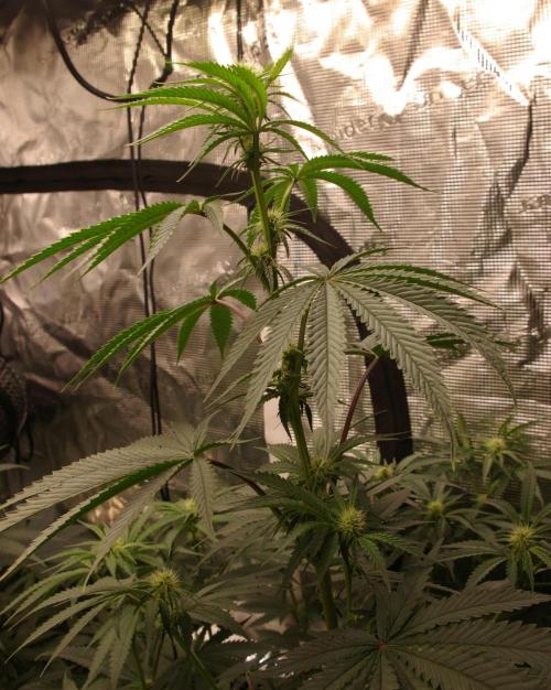 Black Lemon exotic Seed. Week 8