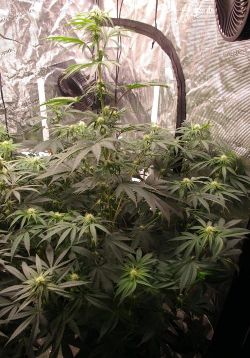 Black Lemon exotic Seed. Week 8