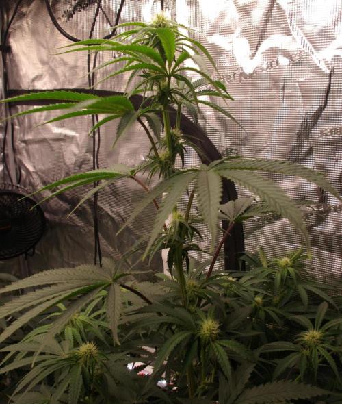 Black Lemon exotic Seed. Week 8
