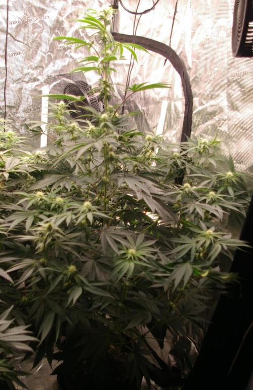 Black Lemon exotic Seed. Week 8