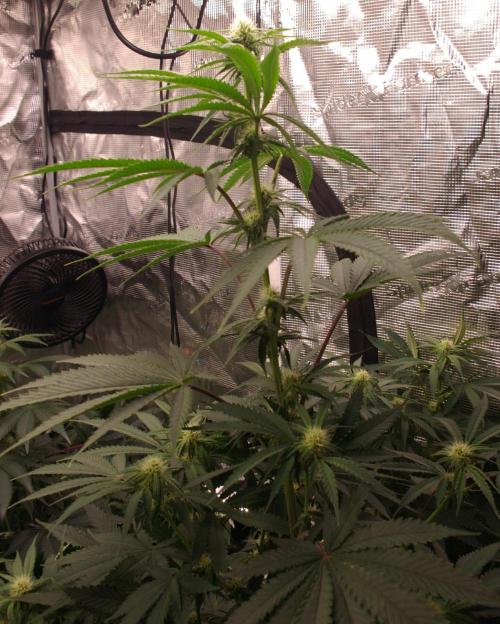 Black Lemon exotic Seed. Week 8