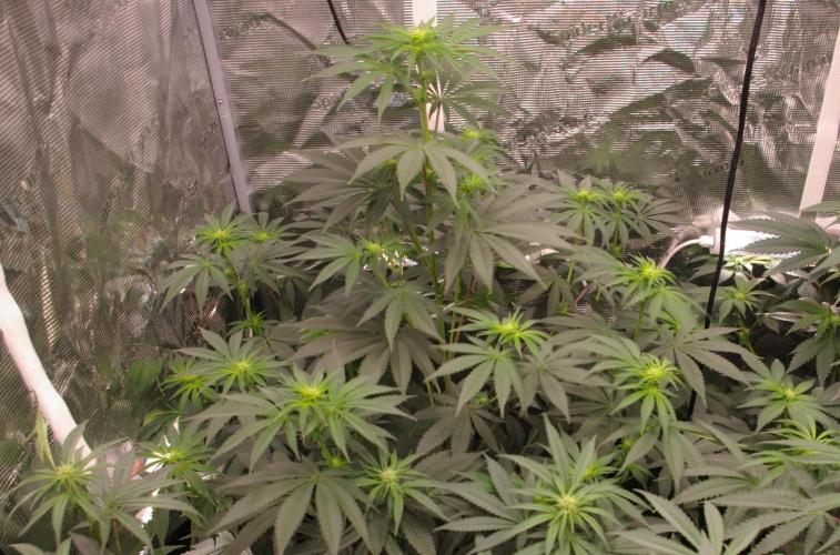 Dragon Milk Sensi Seeds. Week 8
