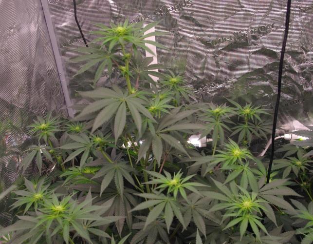 Dragon Milk Sensi Seeds. Week 8