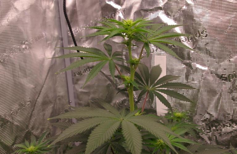 Dragon Milk Sensi Seeds. Week 8