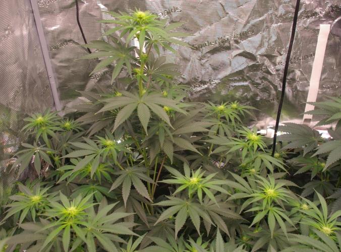 Dragon Milk Sensi Seeds. Week 8