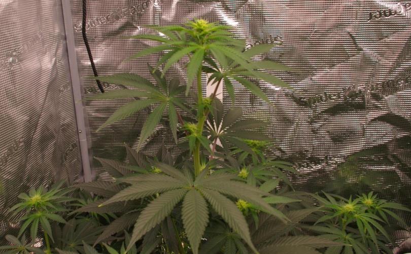 Dragon Milk Sensi Seeds. Week 8
