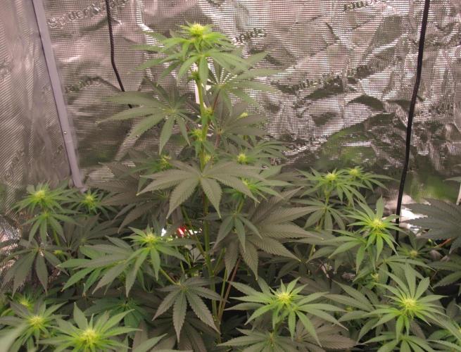 Dragon Milk Sensi Seeds. Week 8