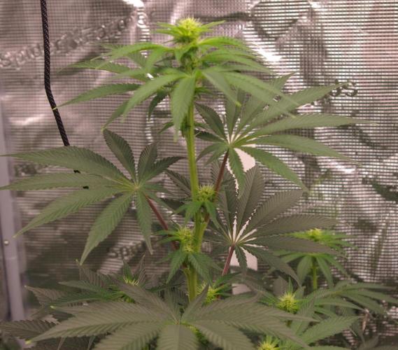 Dragon Milk Sensi Seeds. Week 8