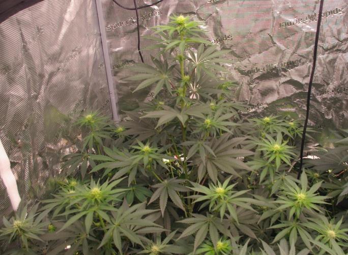 Dragon Milk Sensi Seeds. Week 8